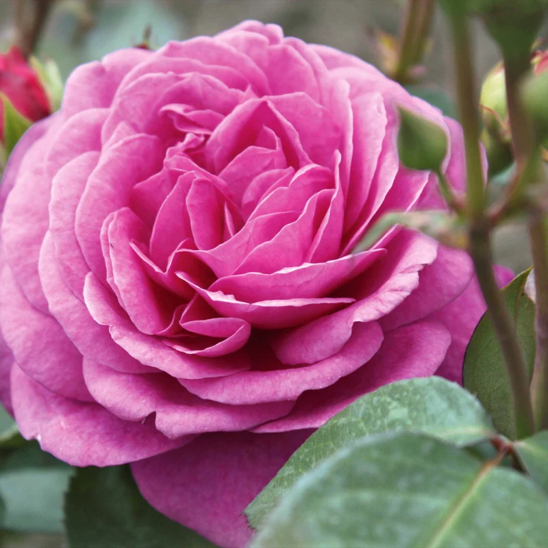 Rosier buisson Purple Rain