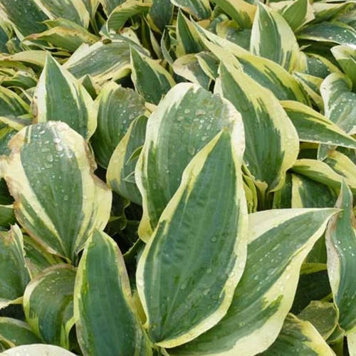 Hosta Wolverine