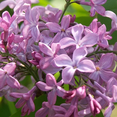 Lilas commun Princesse Sturdza