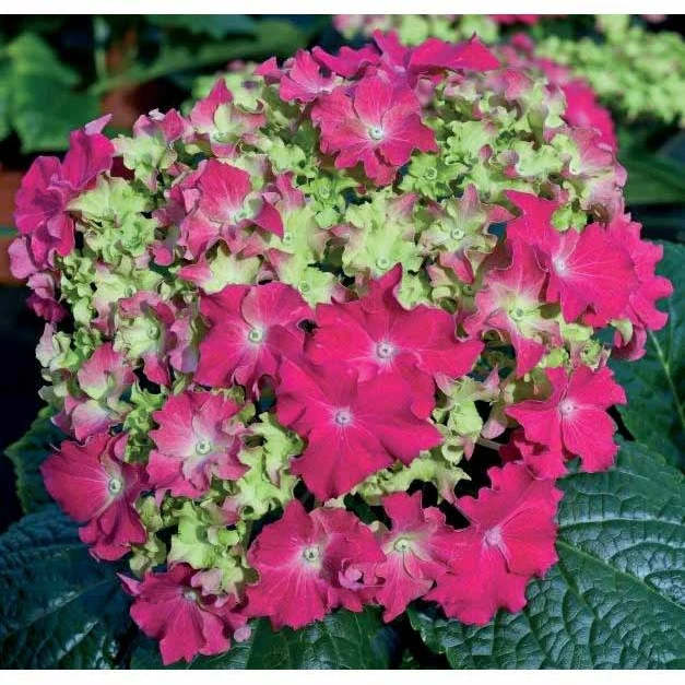 Hortensia Frisotté rouge