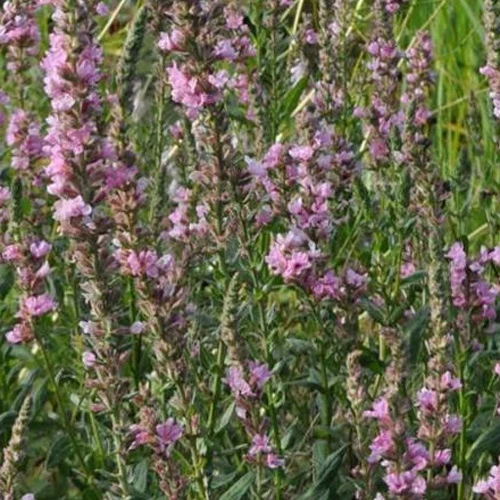 Salicaire Pink Tails