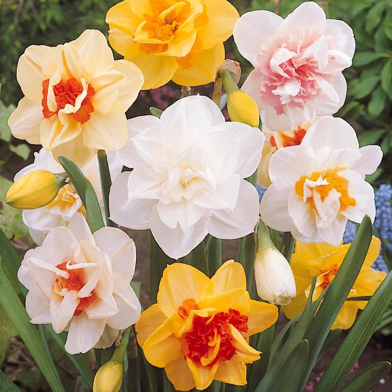 10 Narcisses à fleurs doubles Acropolis