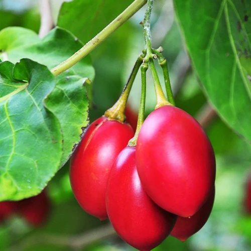 Tomates en arbre