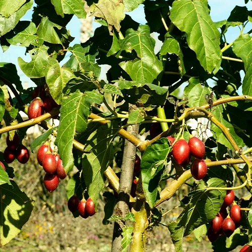 Tomates en arbre