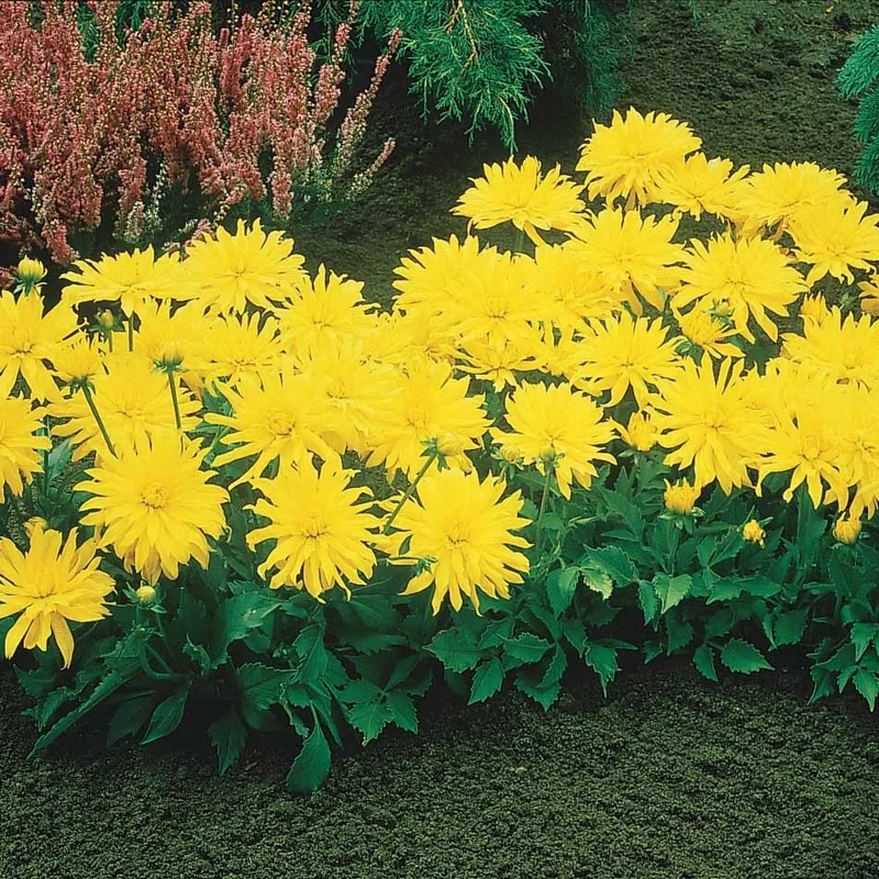 3 Dahlias cactus nain Yellow Happiness