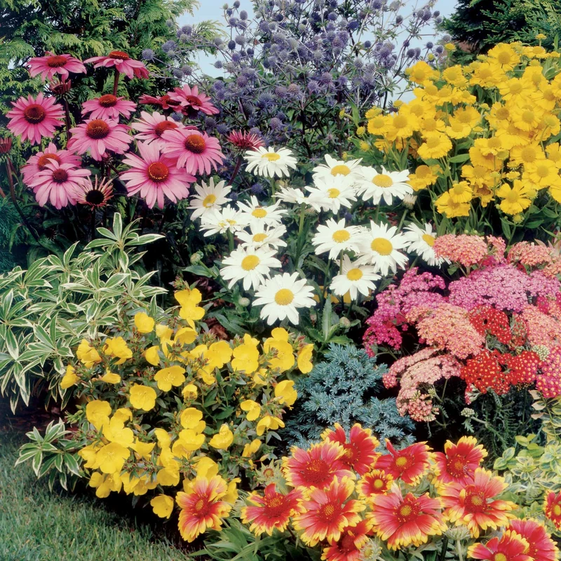 Collection de Massif 7 plantes fleuries