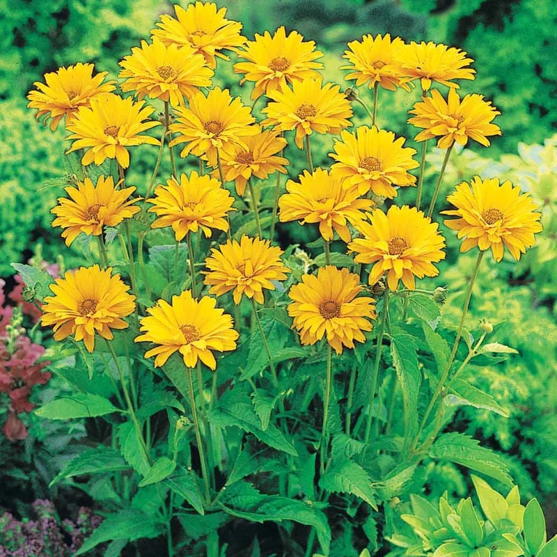 Collection de Massif 7 plantes fleuries