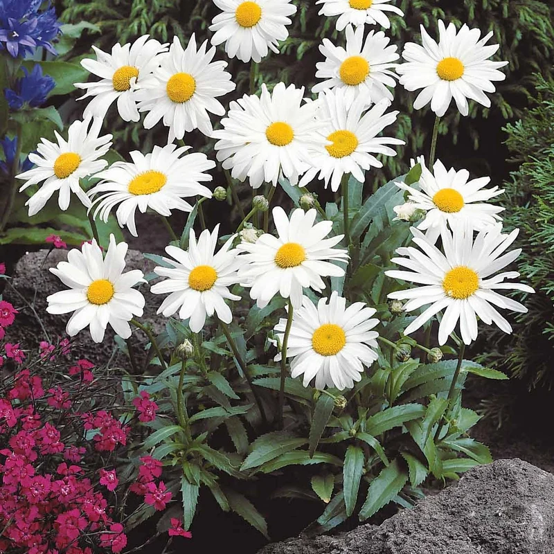 Collection de Massif 7 plantes fleuries