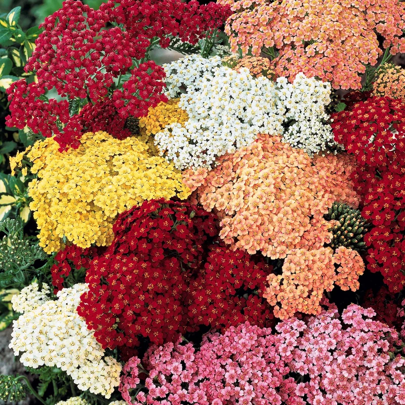 Collection de Massif 7 plantes fleuries