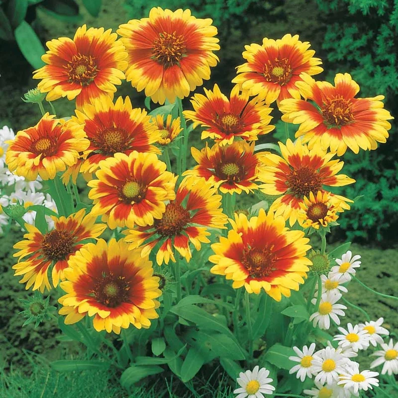 Collection de Massif 7 plantes fleuries