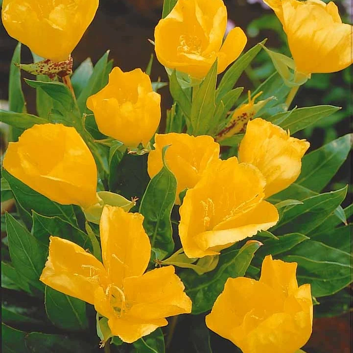 Collection de Massif 7 plantes fleuries
