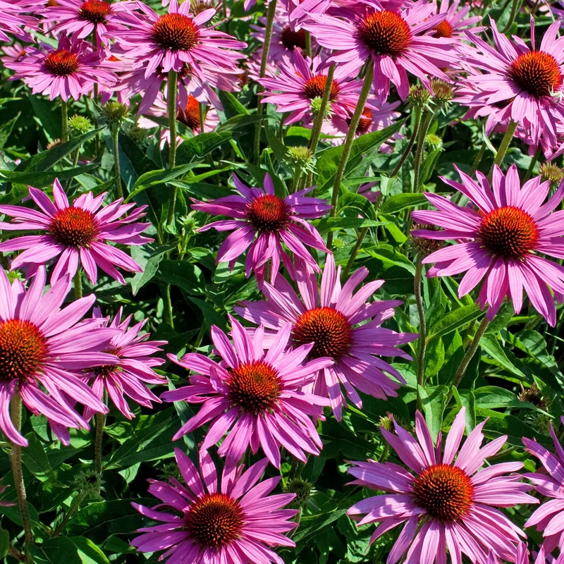 Collection de Massif 7 plantes fleuries