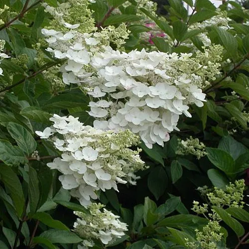 Hortensia paniculé October Bride