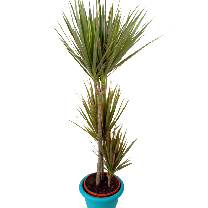 Dragonnier bicolore