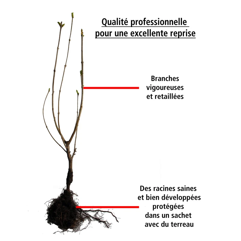Collection Haie des quatre saisons- 18 arbustes EXTRA (3/5 branches)