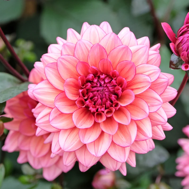 Dahlia Molly Raven