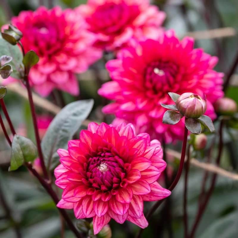 Dahlia Molly Raven