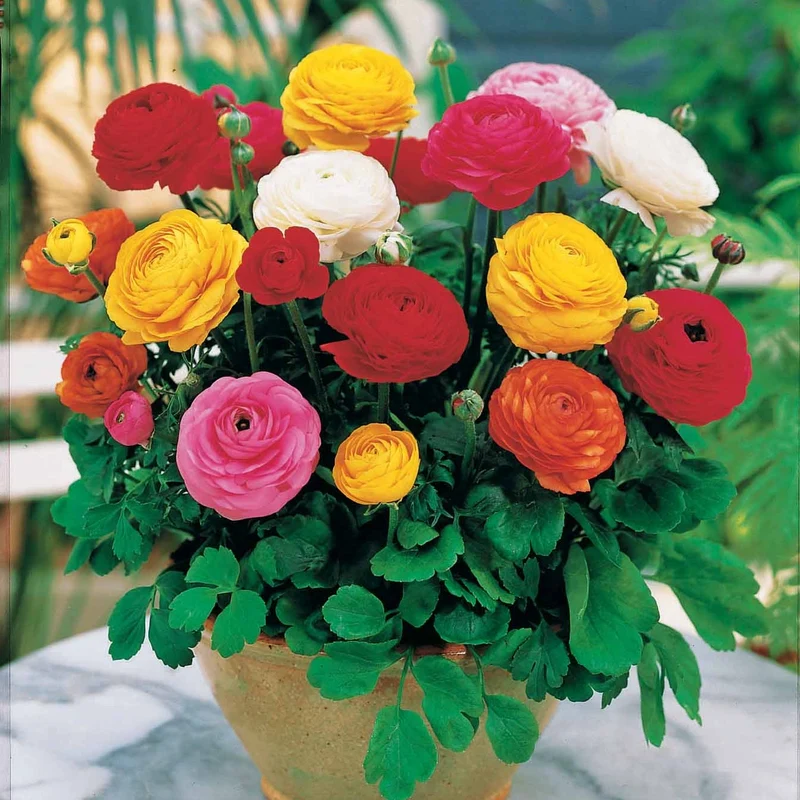 10 Renoncules Mirabelle en mélange