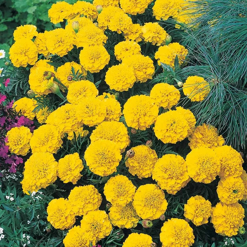 Oeillet d'Inde nain Petite jaune citron