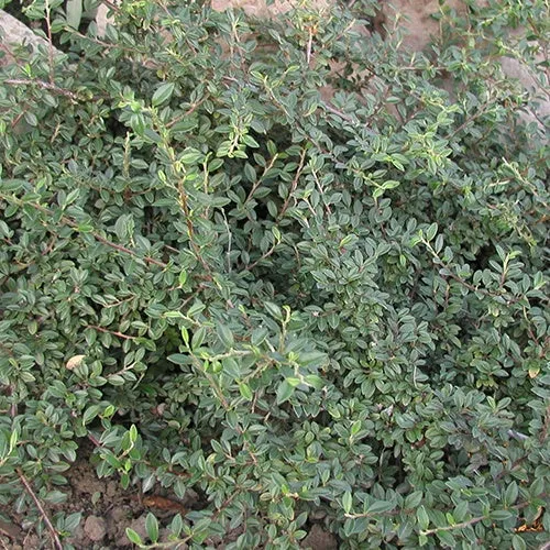 Cotonéaster Saphyr® Green Belka