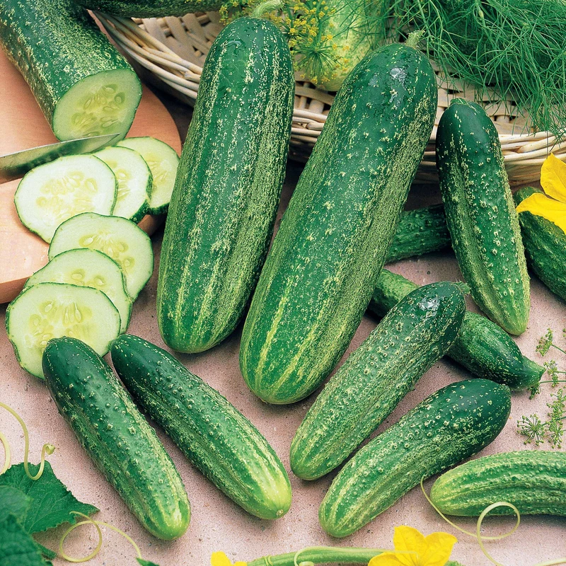 Cornichon concombre Delikatess