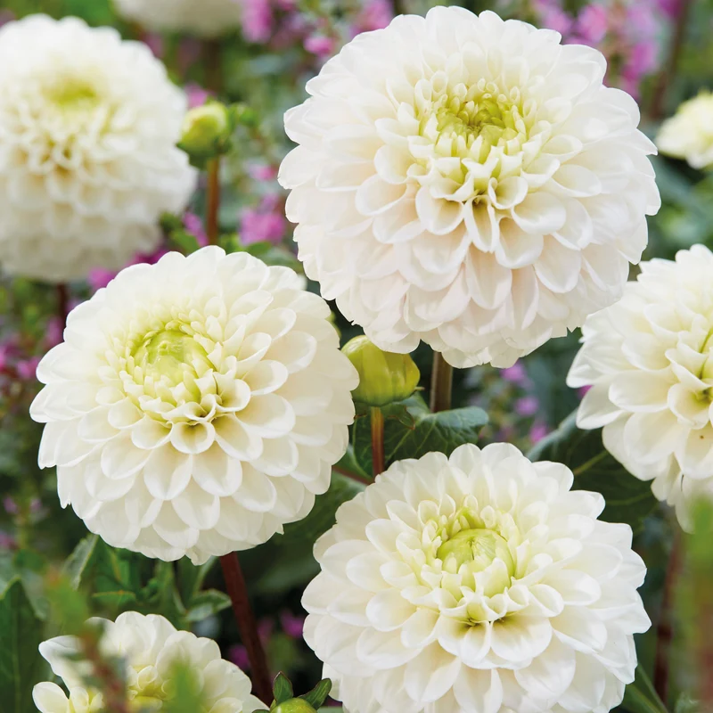 3 Dahlias Kona