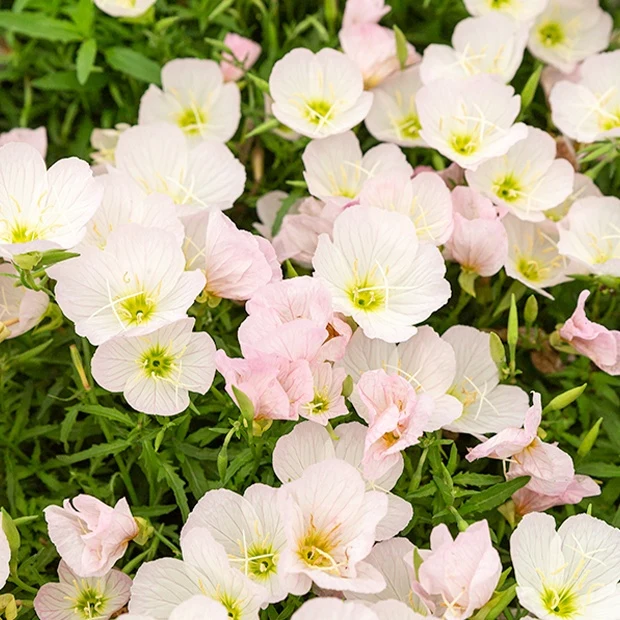 2 Œnothères Siskiyou Pink - Onagres