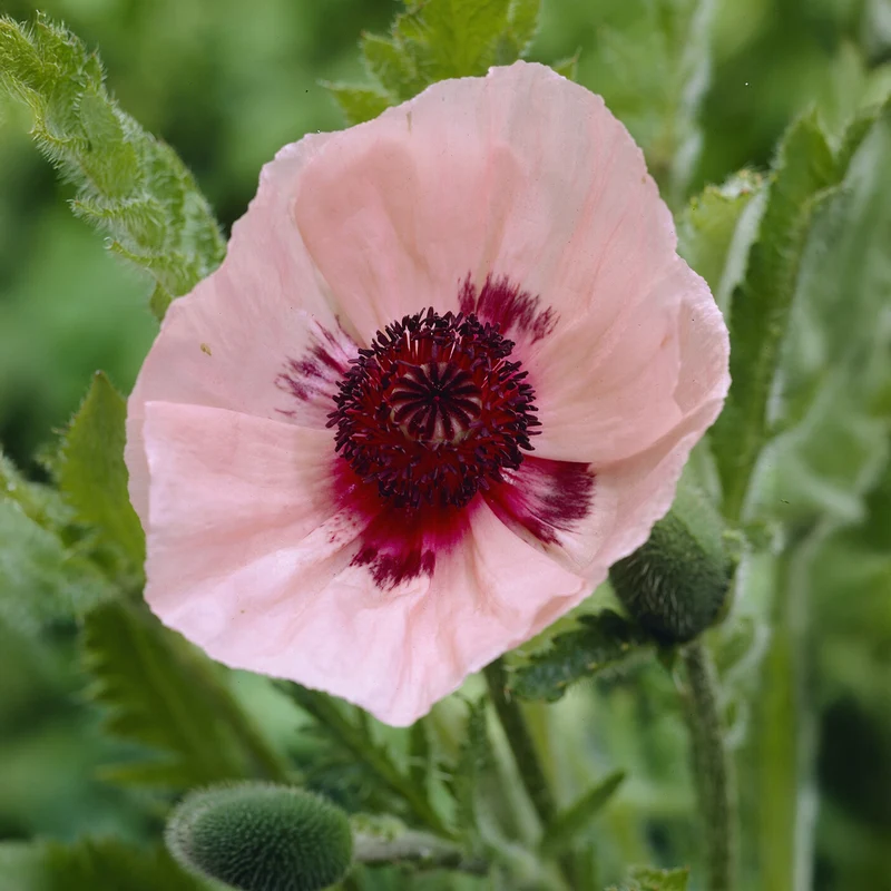 Pavot d'Orient Karine