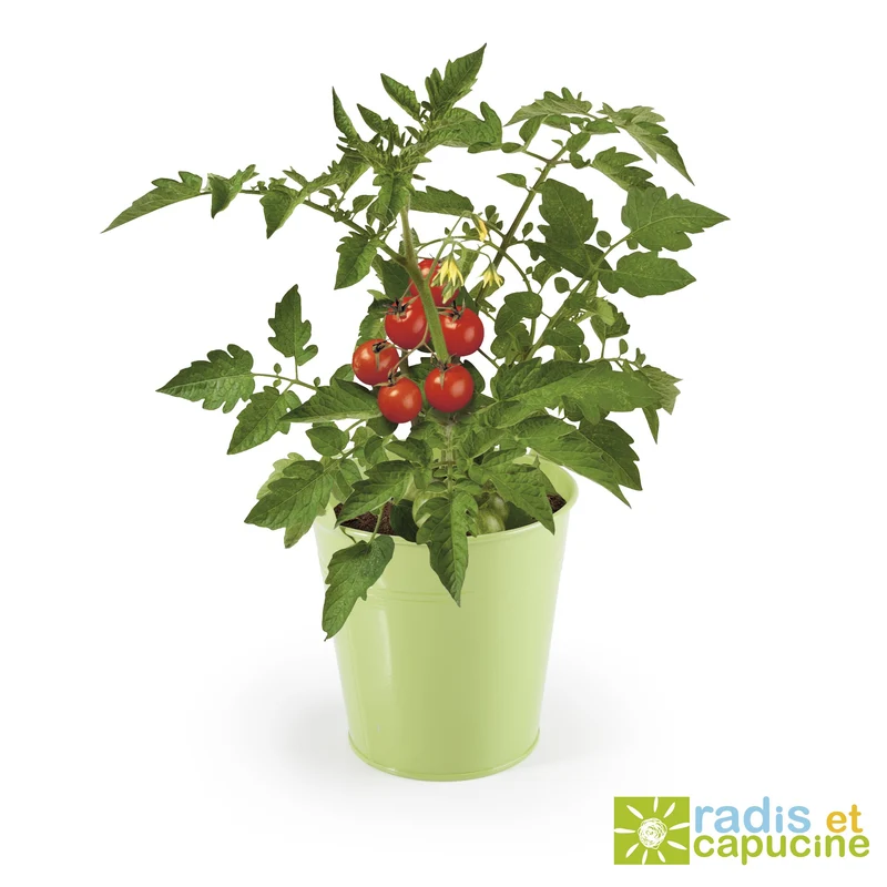 Kit Tomate cerise