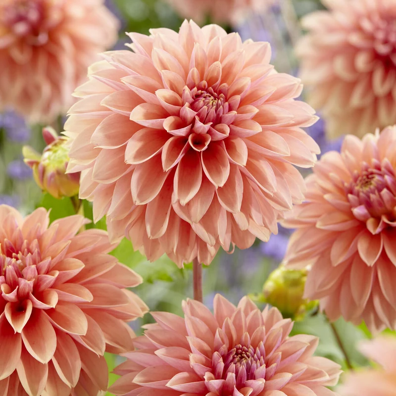 Dahlia décoratifs Kick off