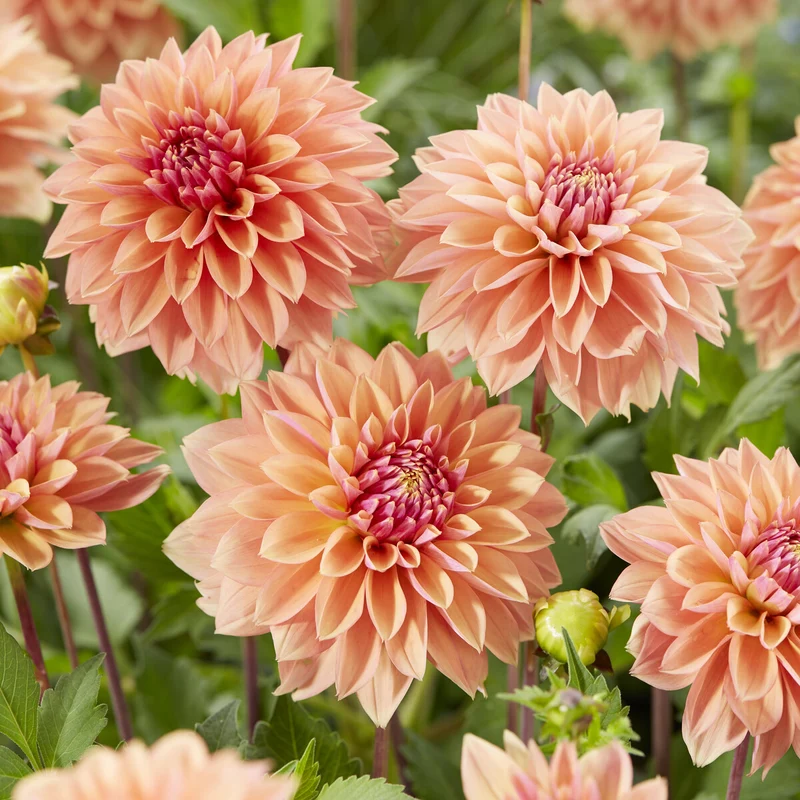 Dahlia décoratifs Kick off
