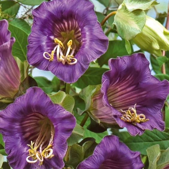 Cobée grimpante Violet Blue Bells