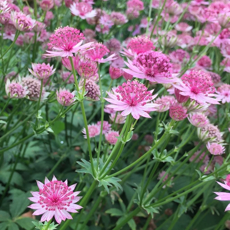 6 Astrances Rosea et Purple Joyce en mélange