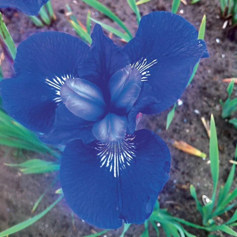 Collection de 12 plantes vivaces à fleurs bleues