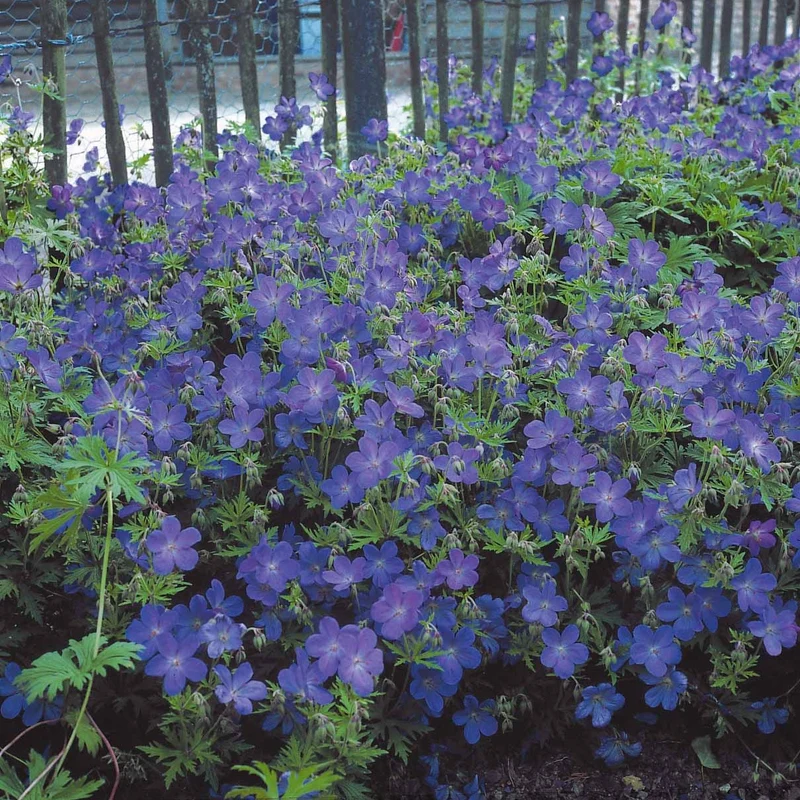 Collection de 12 plantes vivaces à fleurs bleues