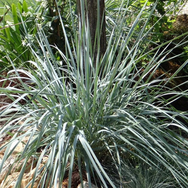 Elymus magellanicus - Agropyron