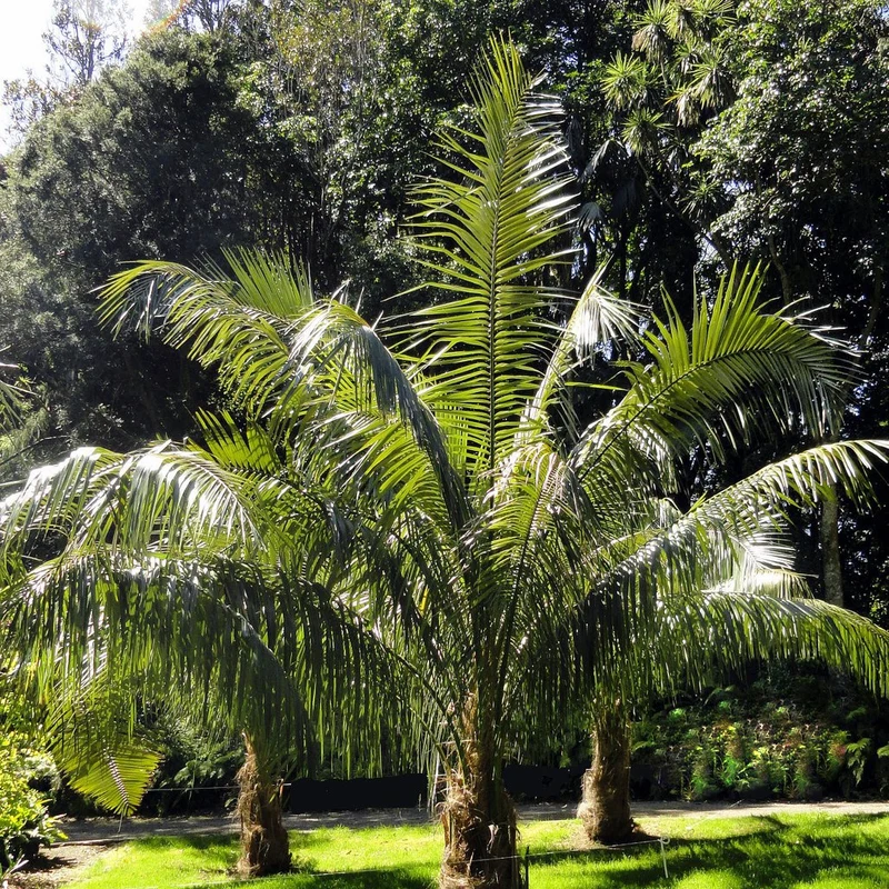 Cocotier de Quito