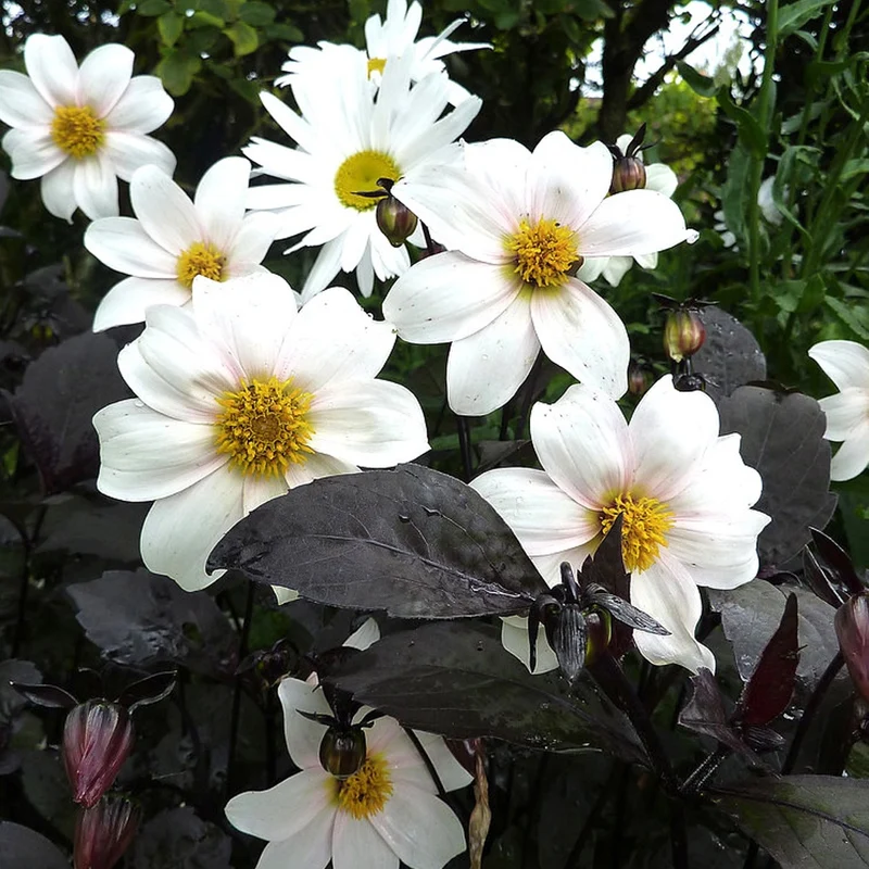 Dahlia Twyning's After Eight
