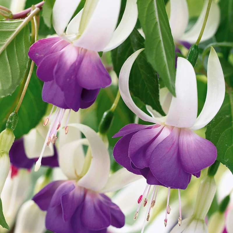12 Fuchsias résistants au gel Blue Sarah