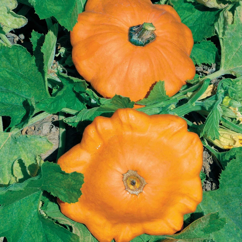 Pâtisson orange