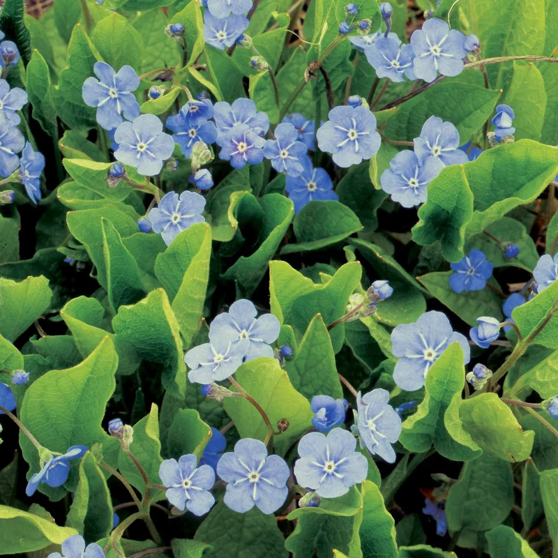 Omphalodes Blue eyes