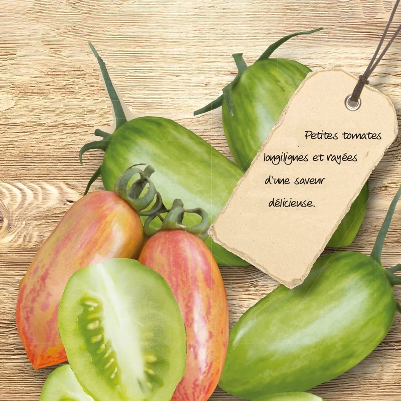 Tomate Artisan Green & Pink Tiger
