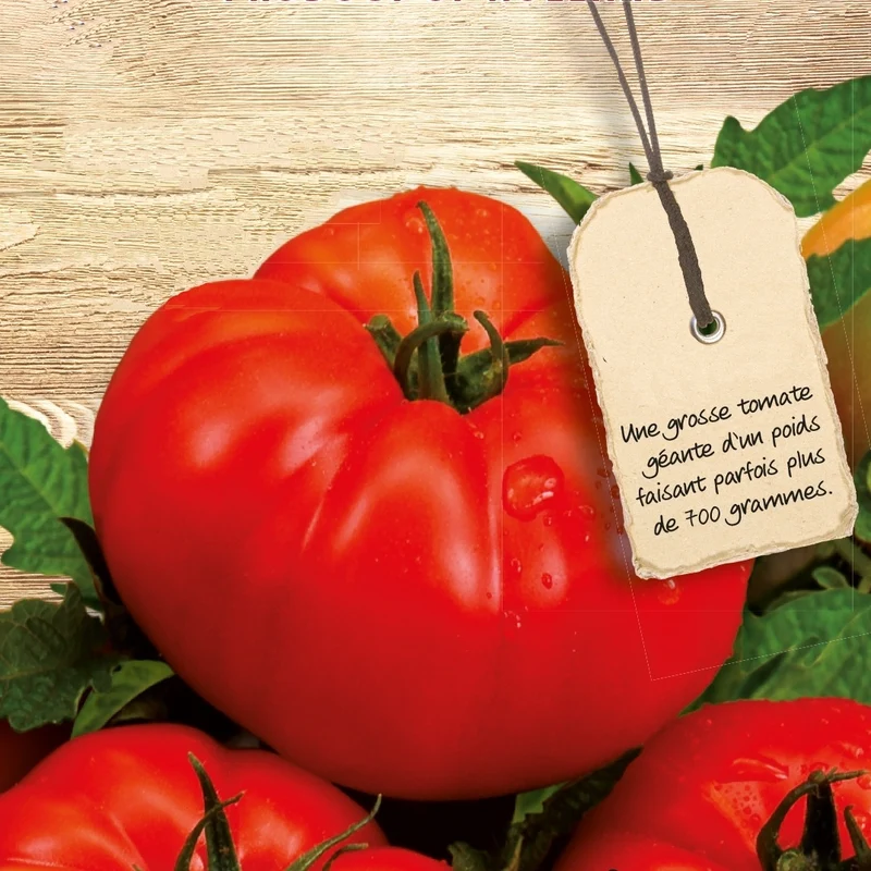 Tomate Supersteak F1