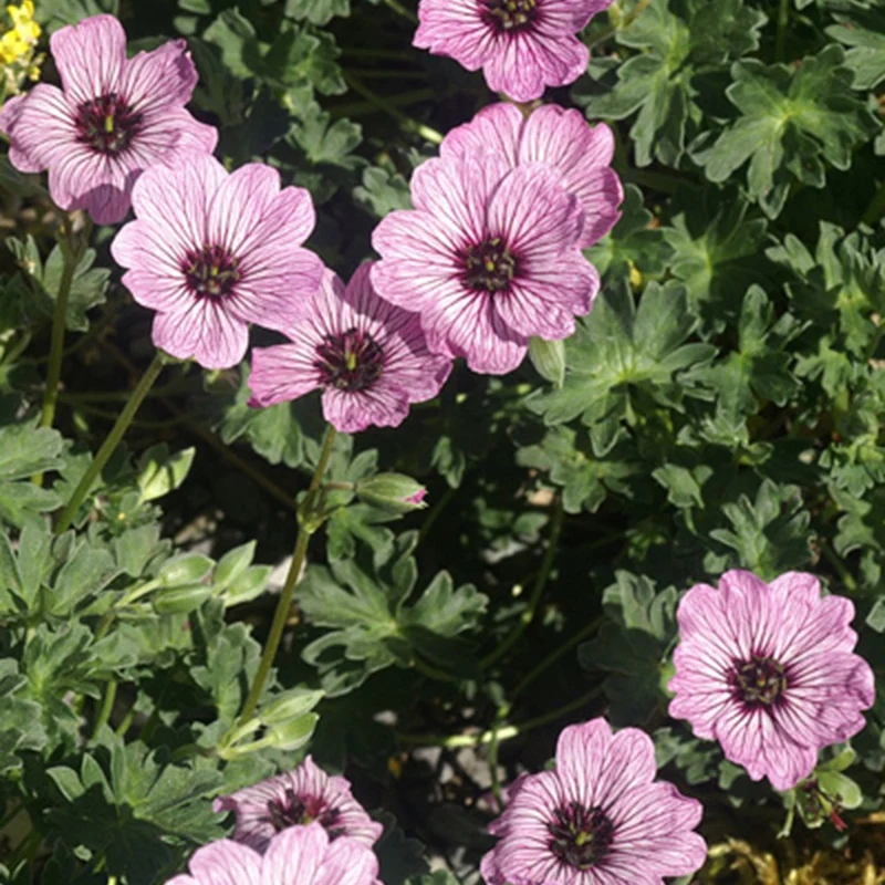 Géranium vivace Ballerina