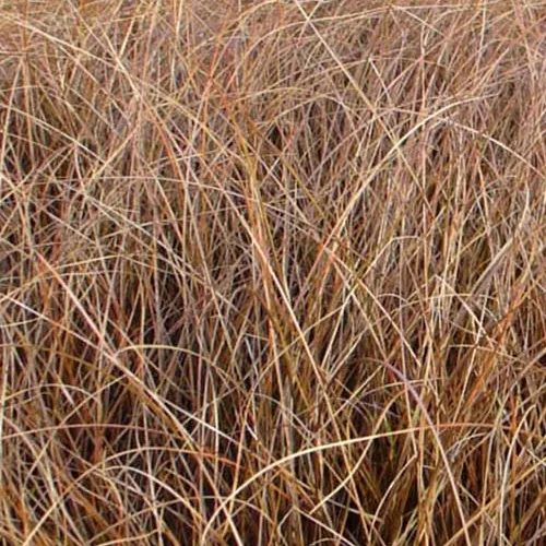 Laîche Milk Chocolate - Carex