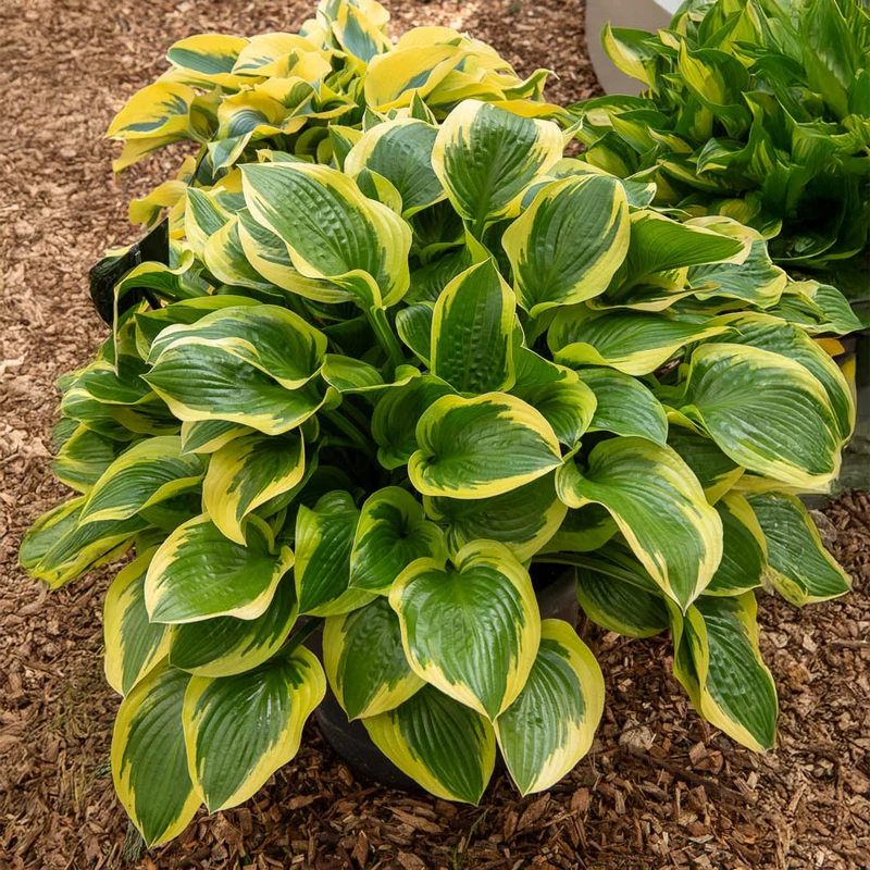 Hosta Queen Josephine