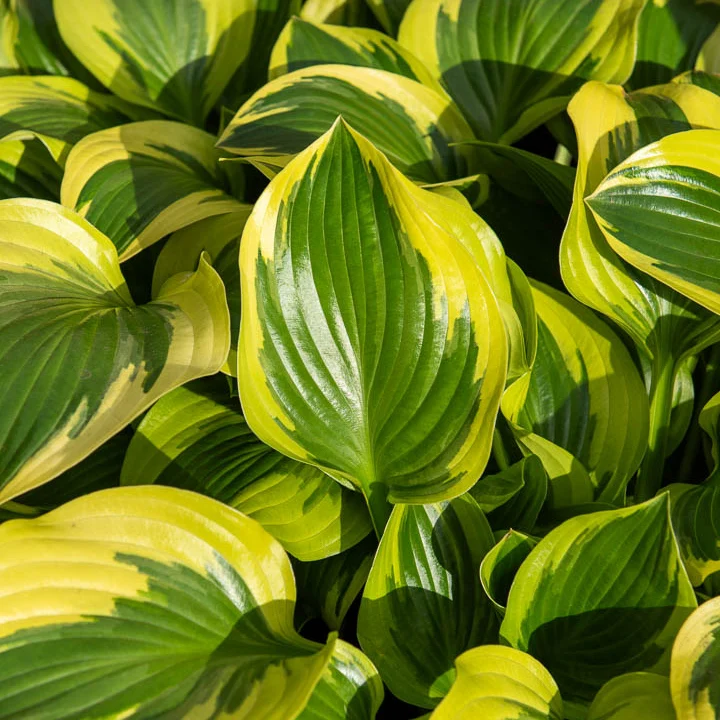 Hosta Queen Josephine