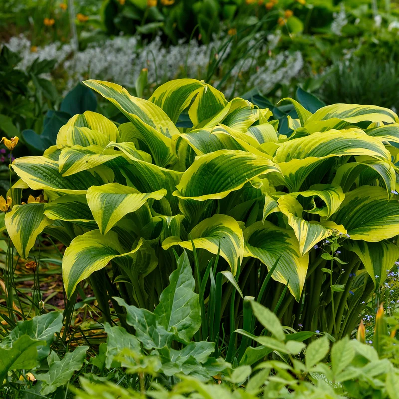 Hosta Queen Josephine