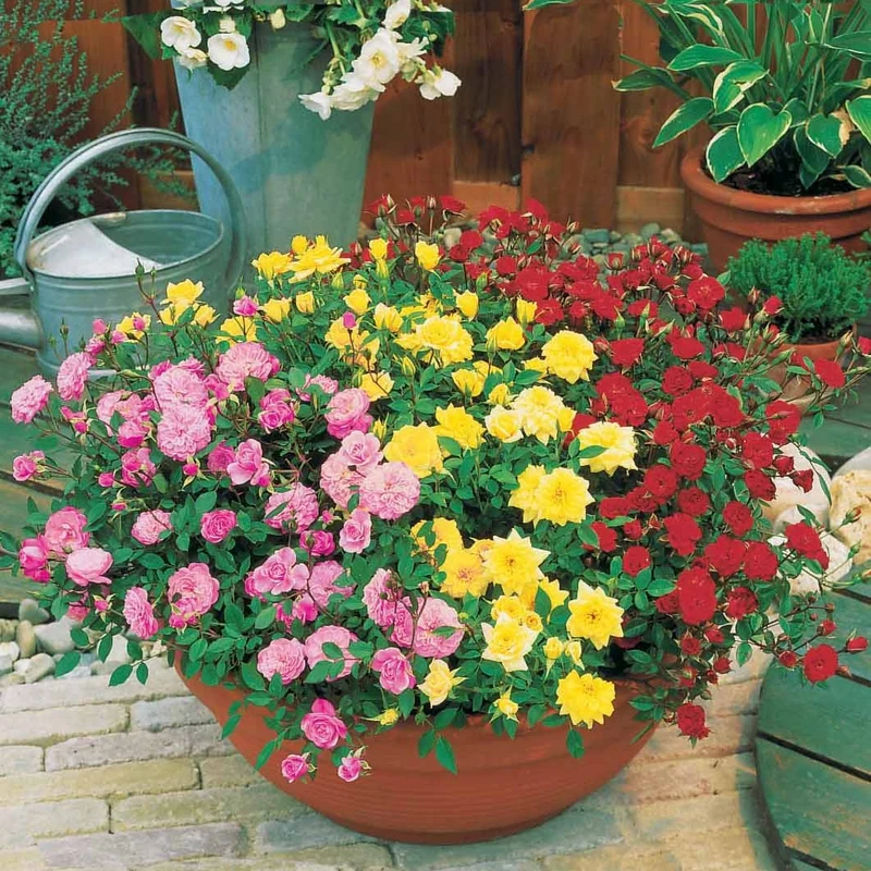 Collection de 3 mini-rosiers pour balcon