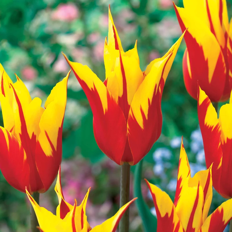 10 tulipes à fleur de lis Ailes de feu